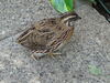 Filename=DSC00305.JPG
Filesize=682KiB
Dimensions=2048x1536
Date added=Jul 01, 2013 DSC00305.JPG
