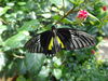Filename=DSC00307.JPG
Filesize=411KiB
Dimensions=2048x1536
Date added=Jul 01, 2013 DSC00307.JPG