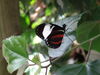 Filename=DSC00308.JPG
Filesize=280KiB
Dimensions=2048x1536
Date added=Jul 01, 2013 DSC00308.JPG