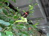 Filename=DSC00316.JPG
Filesize=272KiB
Dimensions=2048x1536
Date added=Jul 01, 2013 DSC00316.JPG