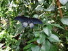 Filename=DSC00326.JPG
Filesize=561KiB
Dimensions=2048x1536
Date added=Jul 01, 2013 DSC00326.JPG