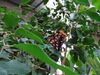Filename=DSC00330.JPG
Filesize=413KiB
Dimensions=2048x1536
Date added=Jul 01, 2013 DSC00330.JPG