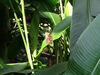 Filename=DSC00331.JPG
Filesize=312KiB
Dimensions=2048x1536
Date added=Jul 01, 2013 DSC00331.JPG