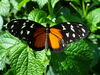 Filename=DSC00334.JPG
Filesize=458KiB
Dimensions=2048x1536
Date added=Jul 01, 2013 DSC00334.JPG