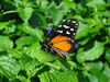 Filename=DSC00336.JPG
Filesize=421KiB
Dimensions=2048x1536
Date added=Jul 01, 2013 DSC00336.JPG