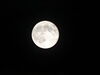 Filename=DSC00411.JPG
Filesize=188KiB
Dimensions=2048x1536
Date added=Jul 01, 2013 DSC00411.JPG