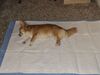 Filename=20240720_008.jpg
Filesize=651KiB
Dimensions=2048x1536
Date added=Jul 26, 2026 20240720_008.jpg