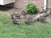 Filename=20250817_005.jpg
Filesize=845KiB
Dimensions=2048x1536
Date added=Aug 29, 2026 20250817_005.jpg