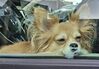 Filename=20250917_001.jpg
Filesize=433KiB
Dimensions=2047x1429
Date added=Aug 29, 2026 20250917_001.jpg