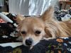 Filename=20251027_001.jpg
Filesize=444KiB
Dimensions=2048x1536
Date added=Aug 29, 2026 20251027_001.jpg